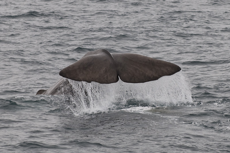 69 Valas Pyrsto 10.jpg - Ravinnon hakuun